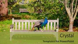  Presentation with indian - Presentation theme having indian peafowl on a park background and a gold colored foreground