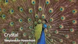  Presentation with indian - Presentation with indian peafowl pavo cristatus also background and a tawny brown colored foreground