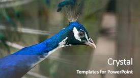  Presentation with indian - Slide set having indian peafowl pavo cristatus also background and a  colored foreground