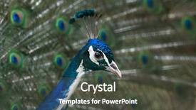  Presentation with indian - Audience pleasing PPT theme consisting of indian peafowl pavo cristatus also backdrop and a  colored foreground
