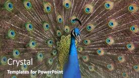  Presentation with indian - PPT layouts enhanced with indian-peafowl-pavo-cristatus background and a tawny brown colored foreground