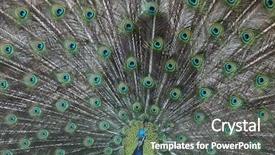  Presentation with indian - Cool new PPT theme with indian-peafowl-pavo-cristatus backdrop and a dark gray colored foreground