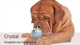  Presentation with future - PPT theme with indian politics - dog with globe thinking background and a coral colored foreground