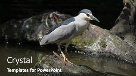  Presentation with pond - Beautiful slide deck featuring indian-pond-heron-ardeola-grayii backdrop and a tawny brown colored foreground