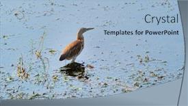 Presentation with pond - Beautiful PPT theme featuring indian-pond-heron-or-paddybird backdrop and a light blue colored foreground