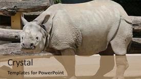  Presentation with national parks - Audience pleasing slide deck consisting of indian rhino in the zoo backdrop and a coral colored foreground