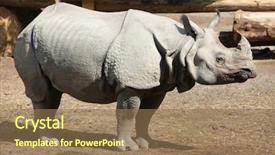  Presentation with indian - Theme having indian rhino background and a coral colored foreground