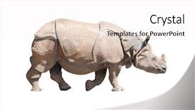  Presentation with reproduction in animals - Slide deck featuring indian rhinoceros rhinoceros unicornis animals background and a white colored foreground