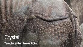  Presentation with skin - Cool new presentation with indian rhinoceros rhinoceros unicornis skin backdrop and a dark gray colored foreground