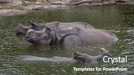  Presentation with indian leadership politics - Slide set with indian rhinoceros rhinoceros unicornis swimming background and a dark gray colored foreground