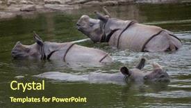  Presentation with swimming - Colorful slide set enhanced with indian rhinoceros rhinoceros unicornis swimming backdrop and a tawny brown colored foreground