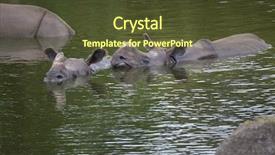 Presentation with swimming - Amazing PPT layouts having indian rhinoceros rhinoceros unicornis swimming backdrop and a tawny brown colored foreground