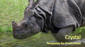  Presentation with indian history temples - Theme with indian rhinoceros rhinoceros unicornis wildlife background and a tawny brown colored foreground