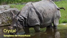 Presentation with wildlife - Amazing PPT theme having indian rhinoceros rhinoceros unicornis wildlife backdrop and a tawny brown colored foreground