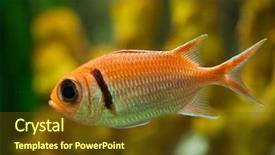  Presentation with marine security - Presentation theme having indian soldiers - doubletooth soldierfish myripristis hexagona marine background and a  colored foreground