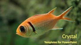  Presentation with marine - Amazing PPT theme having indian soldiers - doubletooth soldierfish myripristis hexagona marine backdrop and a  colored foreground