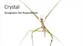  Presentation with insect - PPT theme having indian stick insect carausius morosus background and a white colored foreground