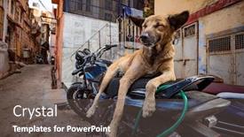  Presentation with rajasthan - Beautiful presentation theme featuring indian-street-dog-in-jaisalmer backdrop and a dark gray colored foreground