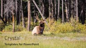  Presentation with indian - Presentation with indian-summer-has-come-magnificent background and a yellow colored foreground