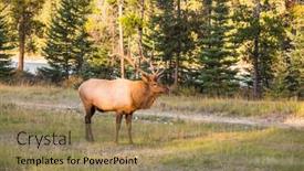  Presentation with dirt - Presentation design with indian-summer-in-canada-wonderful background and a coral colored foreground