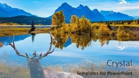  Presentation with abraham - Cool new theme with indian summer in the rockies magnificent canadian deer with branched horns resting on the shore of the abraham lake concept of ecological and active tourism backdrop and a light blue colored foreground