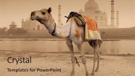  Presentation with taj mahal - Audience pleasing presentation design consisting of indian temple - camel in front of worldwonder backdrop and a coral colored foreground