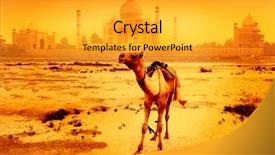  Presentation with taj mahal - Slide set featuring indian tourism - camel in front background and a gold colored foreground