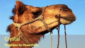  Presentation with camel - Slides enhanced with indian train - camel in thar desert india background and a  colored foreground