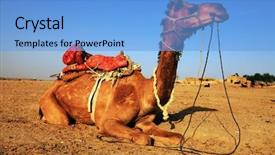  Presentation with camel in the thar desert - Amazing theme having indian train - camel in thar desert india backdrop and a light blue colored foreground