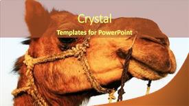  Presentation with camel in the thar desert - Slide deck enhanced with indian train - camel in thar desert india background and a  colored foreground