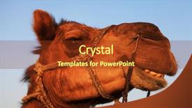  Presentation with camel - Amazing PPT theme having indian train - camel in thar desert india backdrop and a  colored foreground