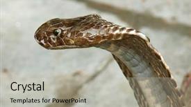  Presentation with king - Slides with indian train - closeup of king cobra rishikesh background and a light gray colored foreground
