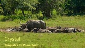  Presentation with water park - Amazing PPT layouts having indian-wild-water-buffalo-yala backdrop and a gold colored foreground