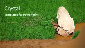  Presentation with rural india - Beautiful presentation theme featuring indian woman planting rice photo backdrop and a forest green colored foreground