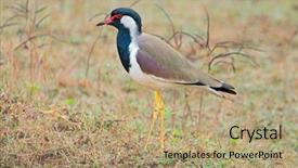  Presentation with india - PPT theme consisting of indicus kanha national park india background and a  colored foreground