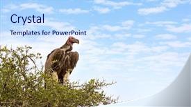  Presentation with indigenous - Cool new slide set with lappit-faced vulture backdrop and a light blue colored foreground