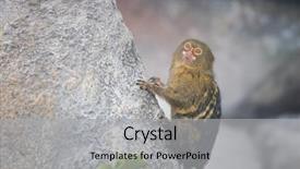  Presentation with indigenous - Cool new PPT layouts with indigenance - pygmy marmoset cebuella pygmaea gripping backdrop and a light gray colored foreground