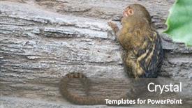  Presentation with indigenous - Slide deck enhanced with indigenance - pygmy marmoset cebuella pygmaea gripping background and a gray colored foreground