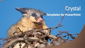  Presentation with makeup brush and cosmetics - Beautiful PPT theme featuring indigenous australia - brush tail possum in tree backdrop and a teal colored foreground
