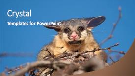  Presentation with indigenous australia - Presentation consisting of paper the concept of friendship background and a ocean colored foreground.