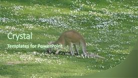  Presentation with indigenous australia - Audience pleasing presentation theme consisting of indigenous australia - kangoroo grazes in nice daisy backdrop and a seafoam green colored foreground