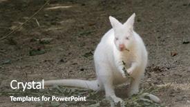  Presentation with indigenous australia - Audience pleasing slide set consisting of indigenous australia - nature albino kangaroo eating foliage backdrop and a gray colored foreground