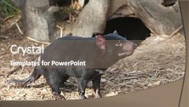  Presentation with indigenous australia - Cool new presentation with indigenous australia - tamanian devil on relaxing backdrop and a gray colored foreground