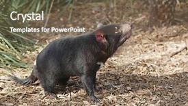  Presentation with indigenous australia - Amazing PPT theme having indigenous australia - tamanian devil on relaxing backdrop and a violet colored foreground