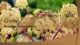  Presentation with flowers - Cool new presentation design with indigenous plants - angelica archangelica flowers backdrop and a  colored foreground