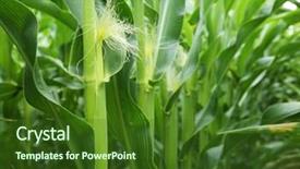  Presentation with indigenous plants - Cool new presentation with indigenous plants - center of maize field backdrop and a  colored foreground