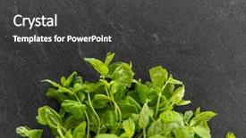  Presentation with indigenous plants - Beautiful PPT layouts featuring indigenous plants - gardening herb and organic concept backdrop and a  colored foreground