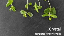  Presentation with indigenous plants - Slide deck with indigenous plants - gardening herb and organic concept background and a  colored foreground