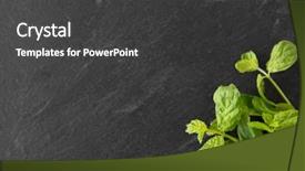  Presentation with indigenous plants - PPT theme with indigenous plants - gardening herb and organic concept background and a  colored foreground