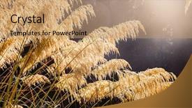  Presentation with new zealand - PPT theme enhanced with indigenous plants - new zealand native austroderia grass background and a  colored foreground
